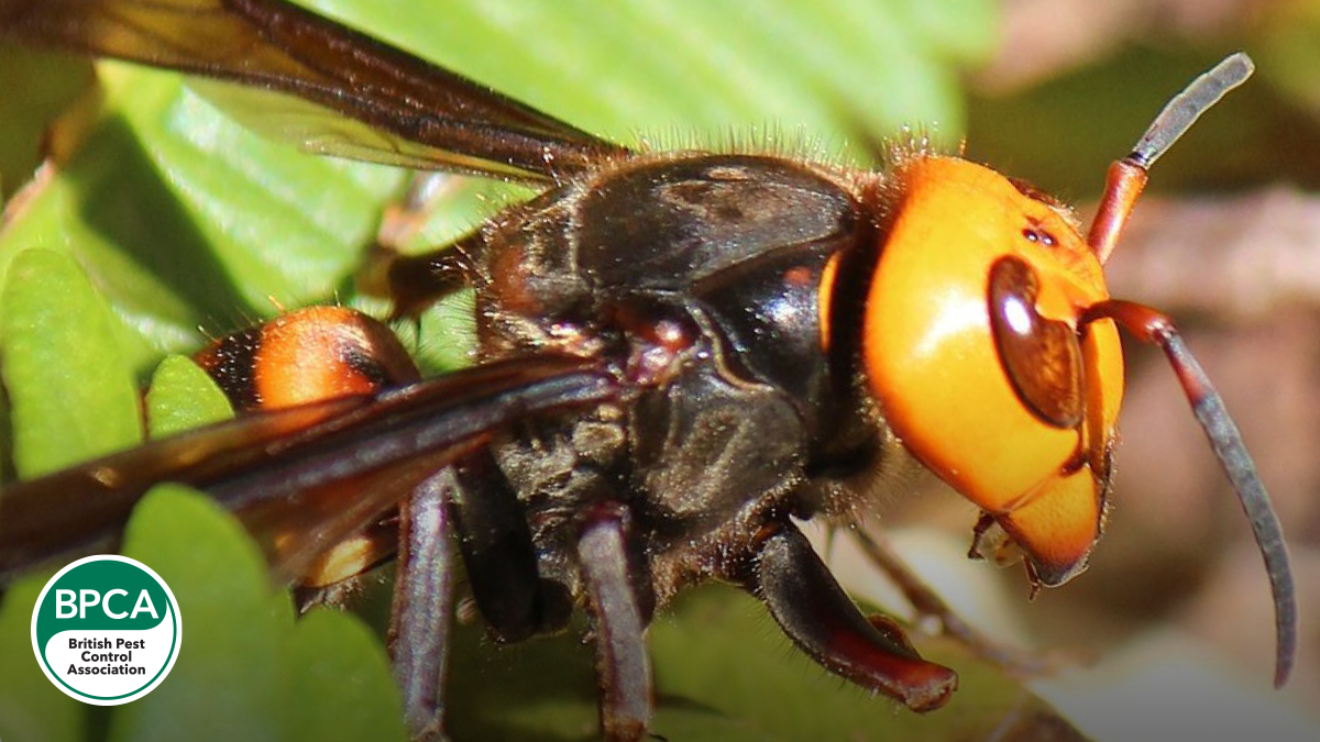 Giant asian hornet murder hornet never reported in the UK Giant asian hornet murder hornet never reported in the UK